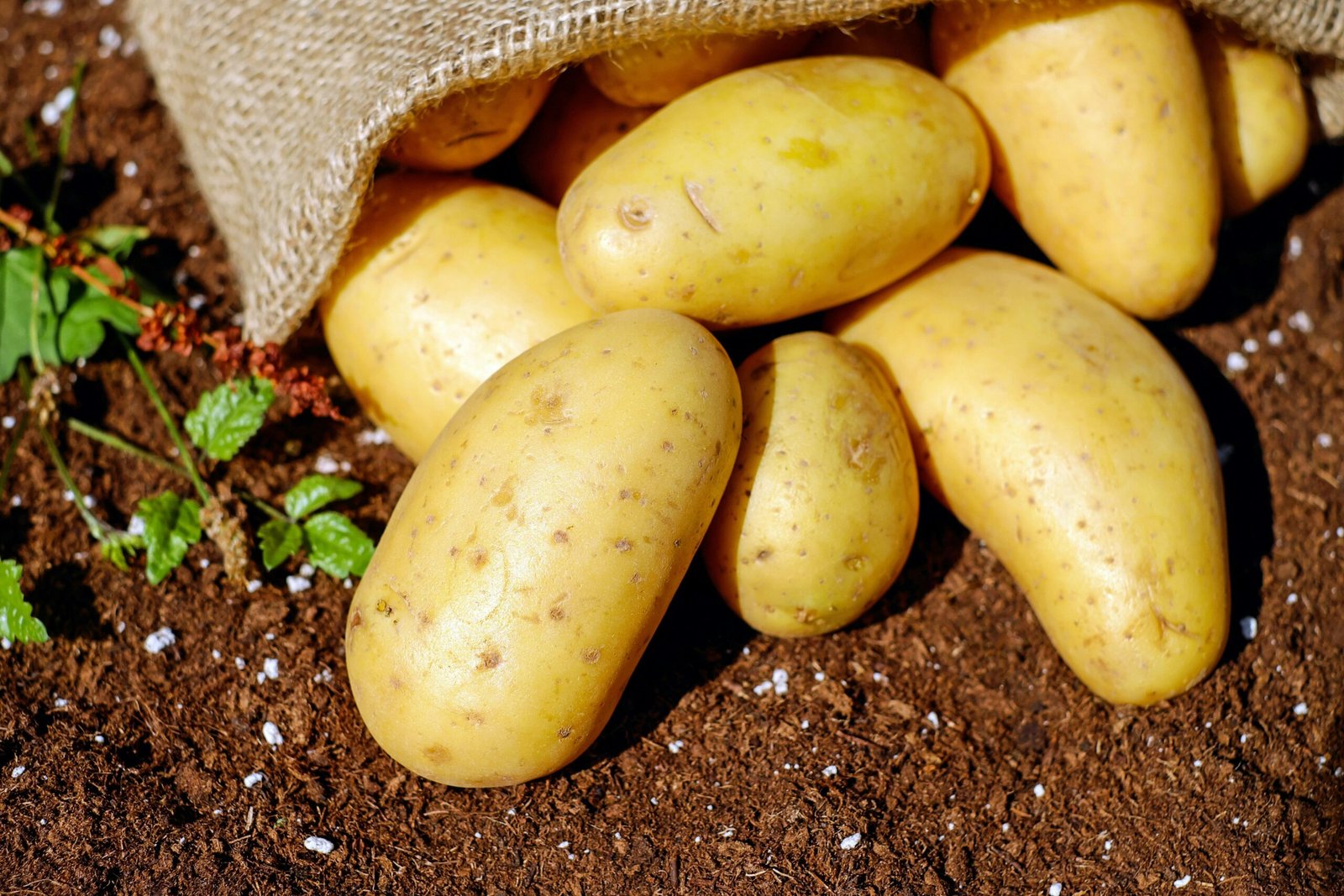 How Far Did Sweet Potatoes Travel to Texas? A Journey Across Continents